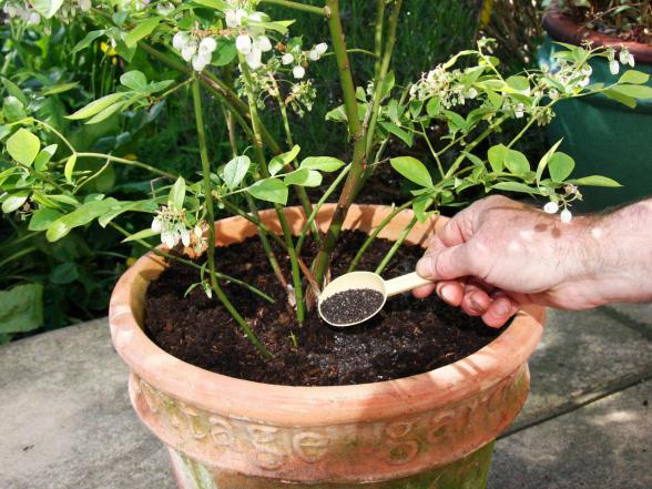 استفاده از تفاله ی هویج برای تقویت گلدان استفاده از تفاله ی هویج برای تقویت گلدان