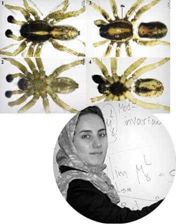 عنکبوت میرزاخانی