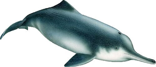 دلفین رودخانه بیجی