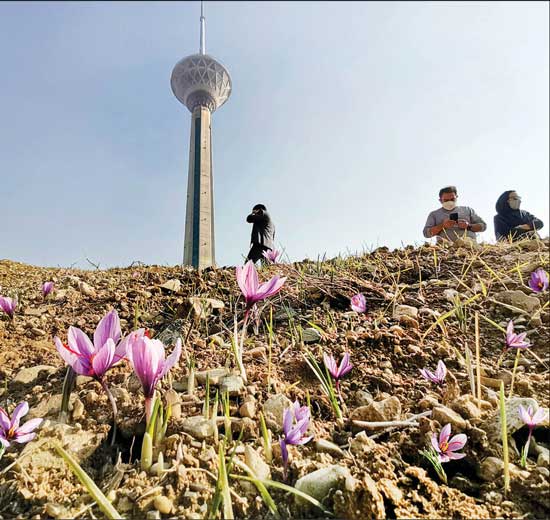 گل زعفران کشت زعفران
