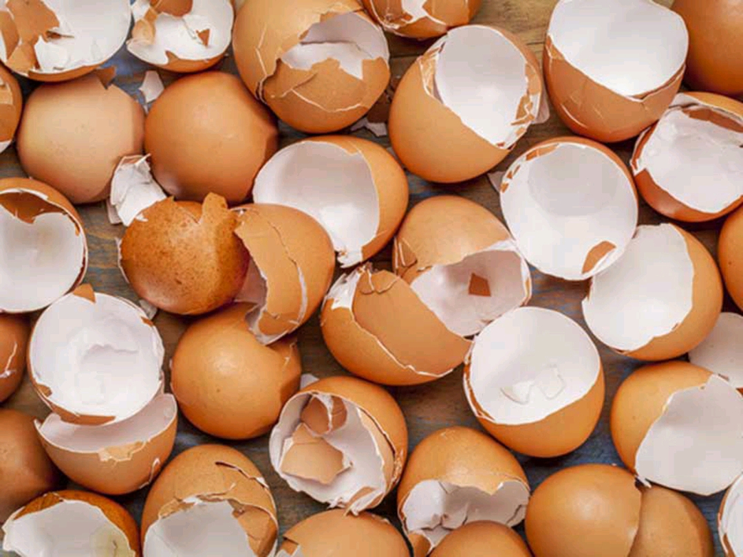  پوست تخم مرغ در سلامت