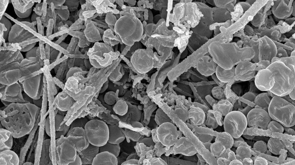 فسیل زنده در فضا