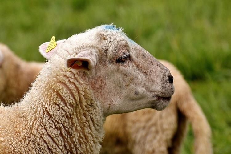 گوسفند پلاکدار