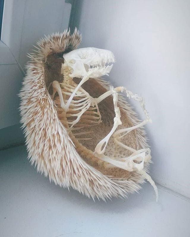 اسکلت خارپشت