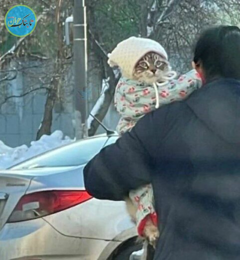 گربه گربه