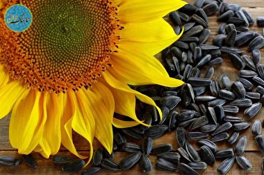 طبع تخمه آفتابگردان گرم است یا سرد؟