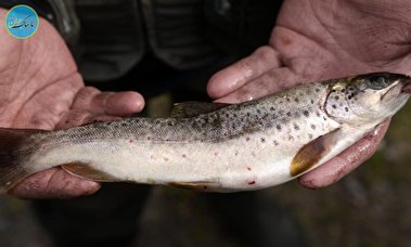 خوردن این ماهی به اندازه خوردن یک ماه خوردن آب آلوده است!
