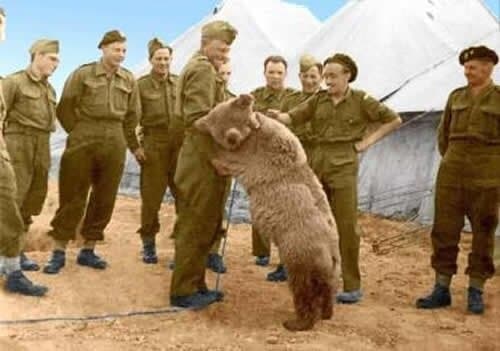خرس ایرانی در جنگ جهانی