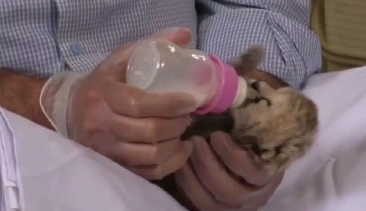 شیر دادن به توله یوزپلنگ