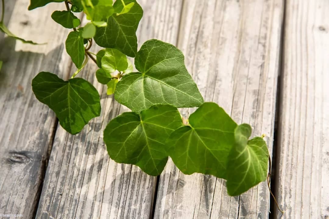 گیاه پاپیتال یا عشقه (Common ivy)