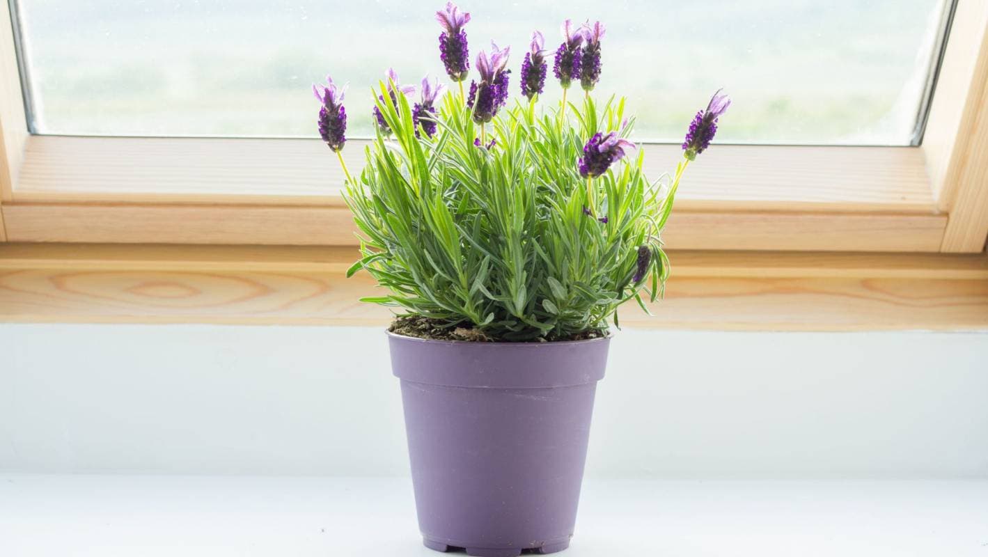 گیاه اسطوخودوس (Lavender)