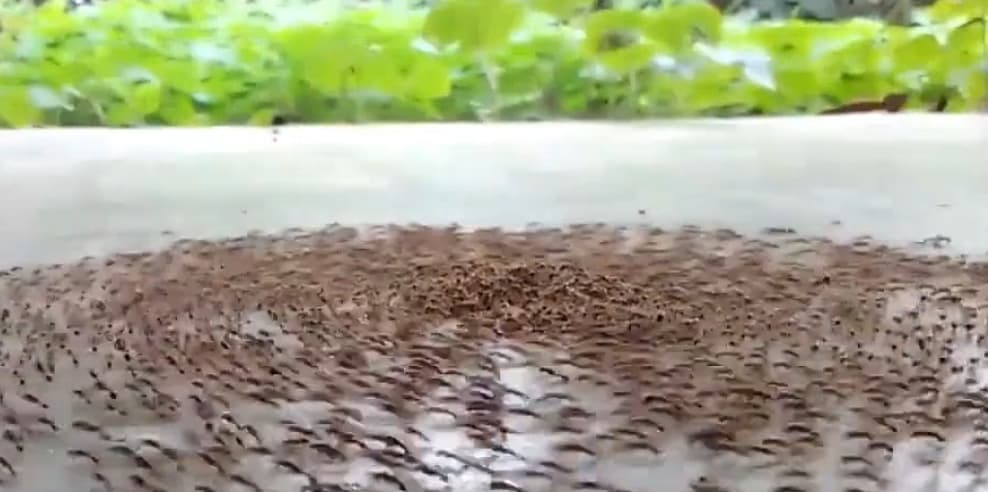 دایره مرگ مورچه‌ها