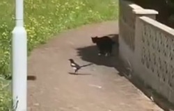 تعقیب نامحسوس گربه توسط یک پرنده! + فیلم
