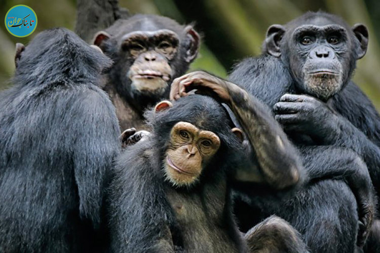 شامپانزه ها