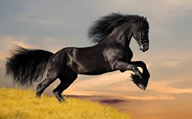 چشم اسب از نمای نزدیک + عکس