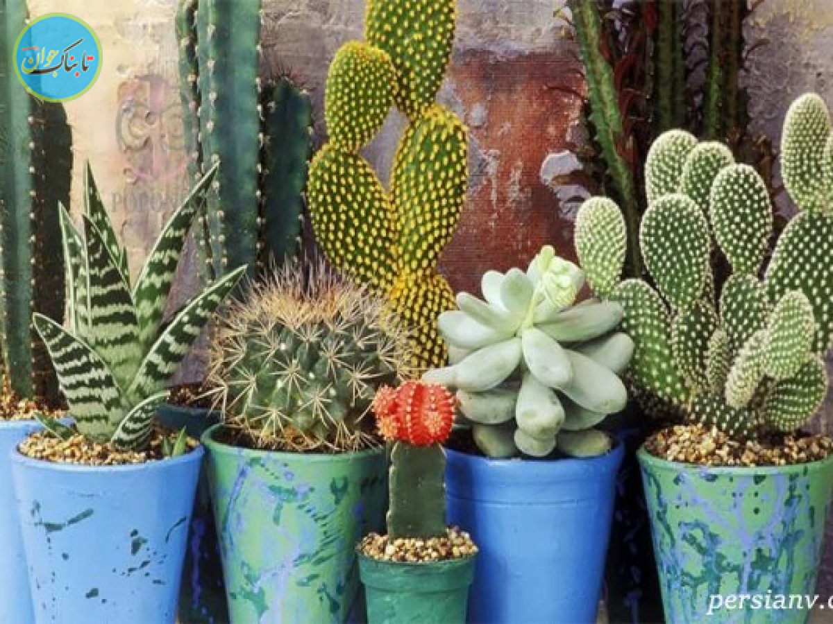 پوسیدگی کاکتوس