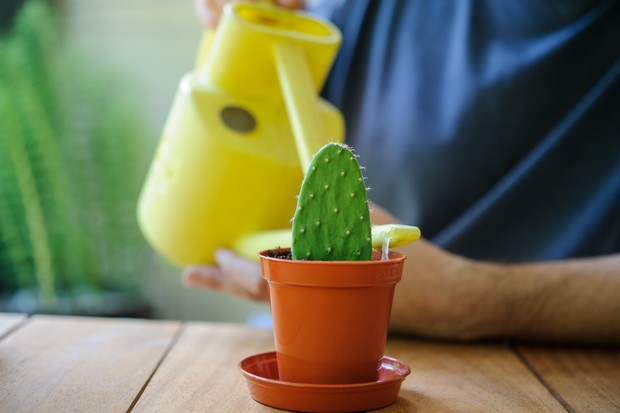 نکاتی برای نگه داری انواع کاکتوس در خانه