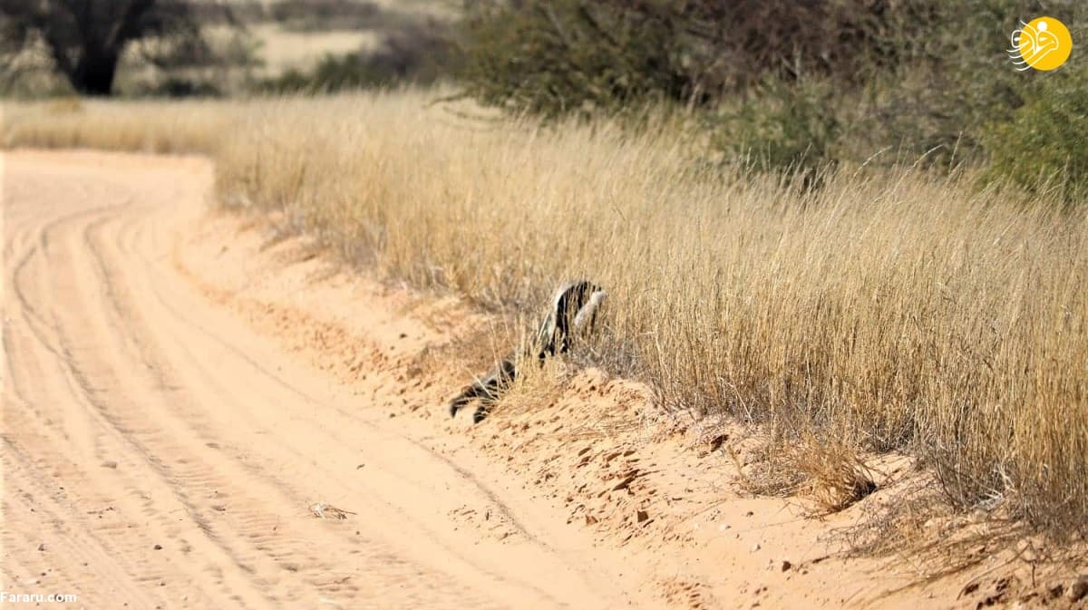 صحنه نادر مشاهده گورکن عسل‌خوار با بچه‌اش