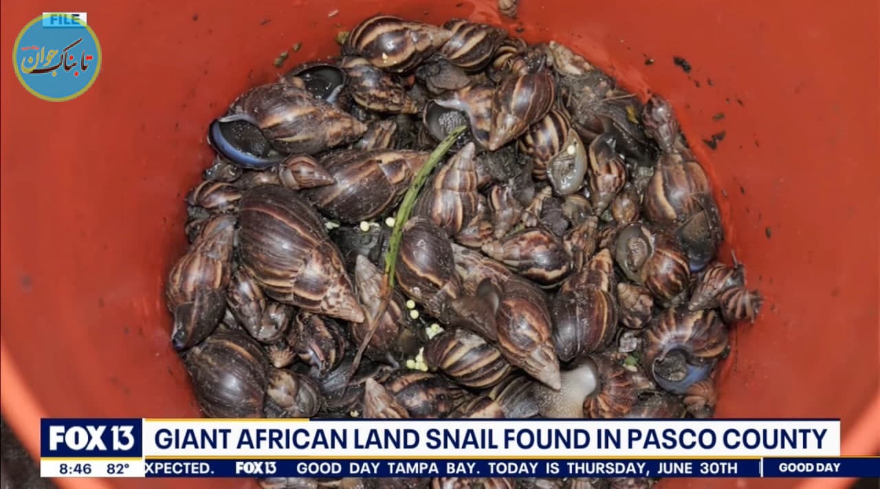 حلزون‌های غول‌پیکر خطرناک و قرنطینه منطقه‌ای در آمریکا