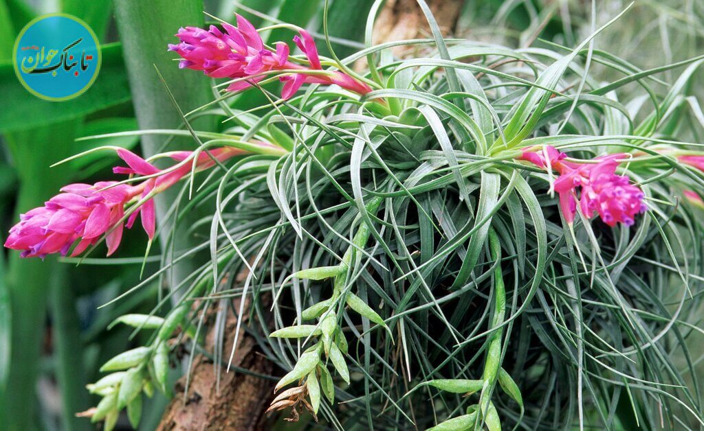 تیلاندزیا نوعی آناناس مناسب حمام است