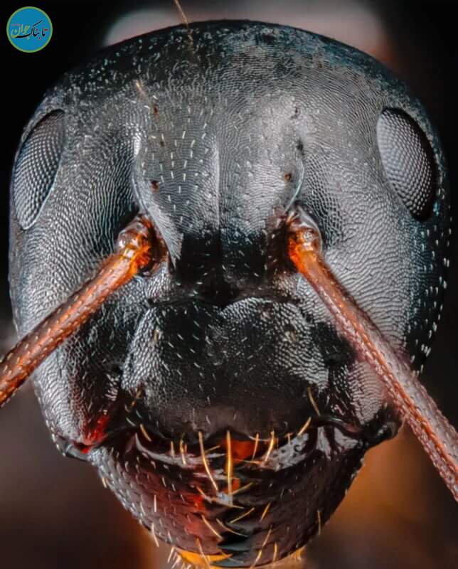 چهره ترسناک مورچه‌ها