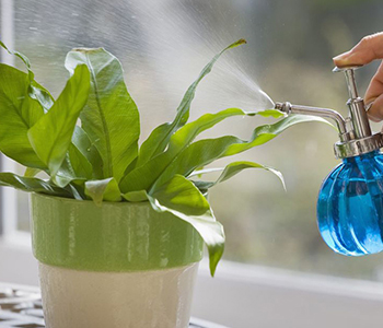 چند روش برای آبیاری گیاهان آپارتمانی در سفر