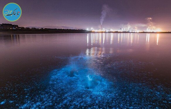 پدیده دریای شیری برای اولین بار با دوربین شکار شد