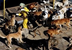 سگ‌های ولگرد در حال تبدیل به یک فاجعه ملی و تهدید بزرگ جان شهروندان