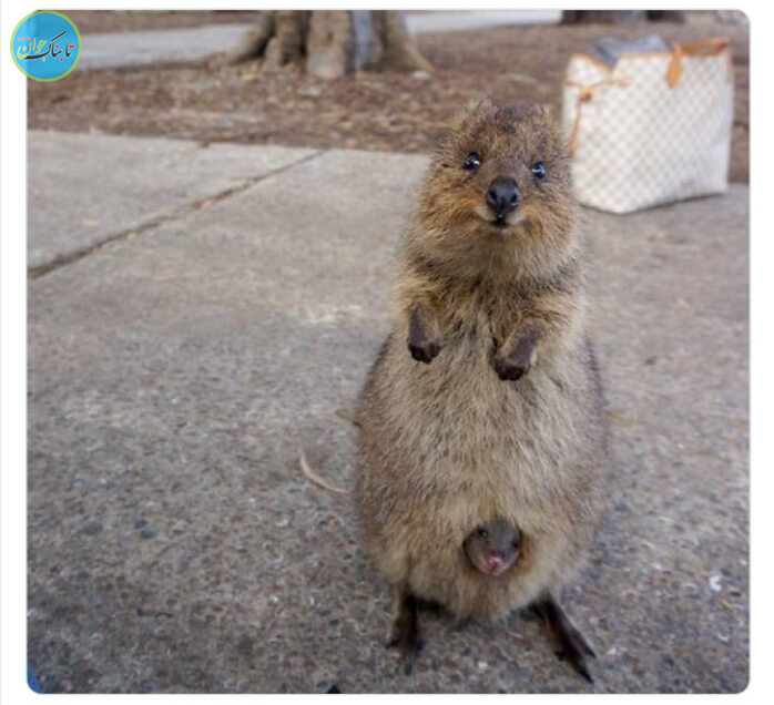کوکای مادر و کوکای فرزند