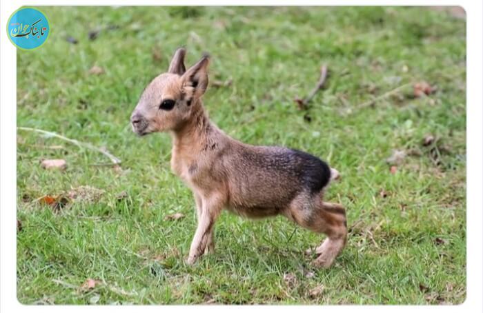 مارای پاتاگونیایی