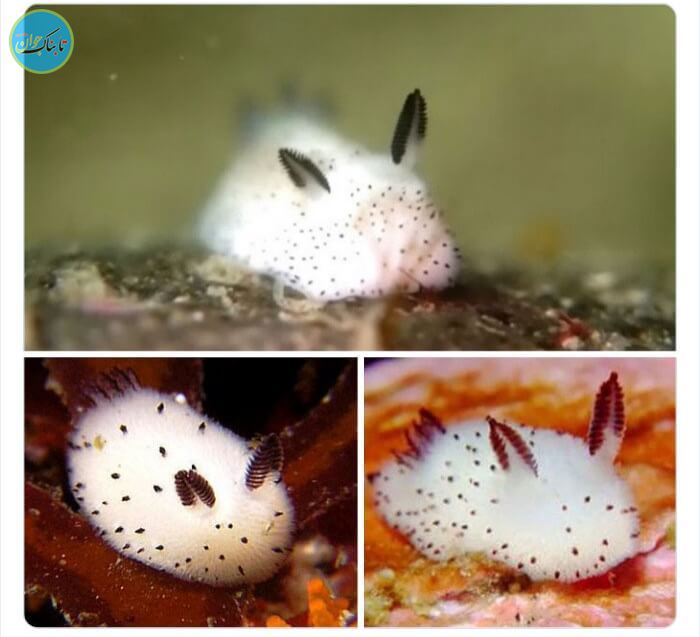 خرگوشِ دریایی