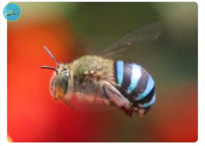 زنبور متفاوت
