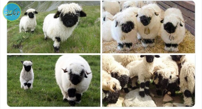 گوسفند سوئیسی
