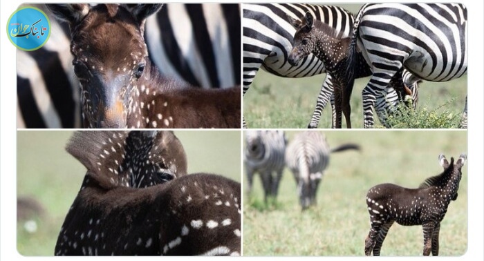 کره گورخرِ متفاوت