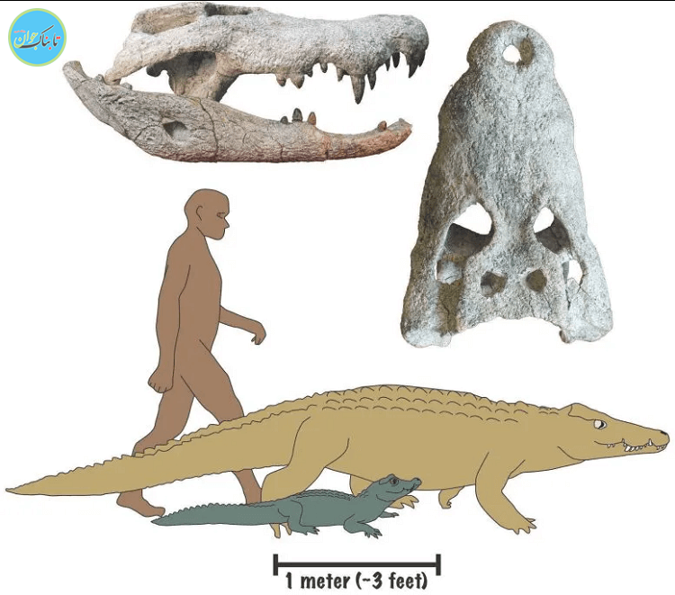 کشف یک کروکودیل آدمخوار ۱۸ میلیون ساله