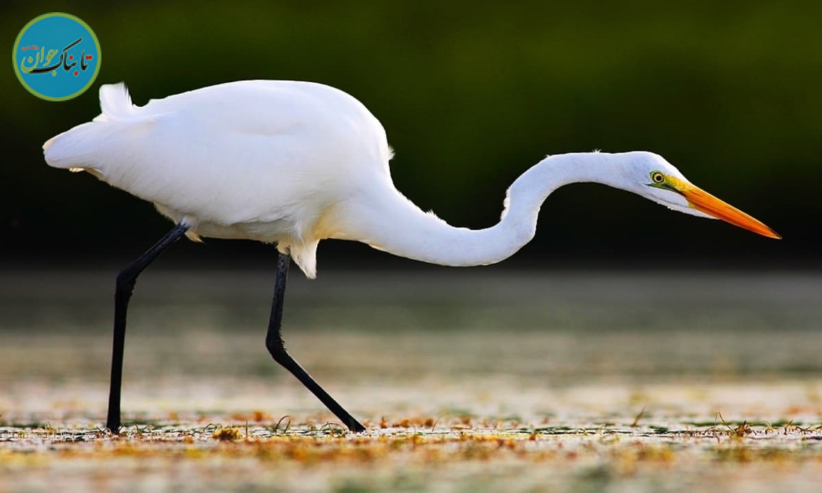 مرغ ماهیخوارِ یا حواصیل