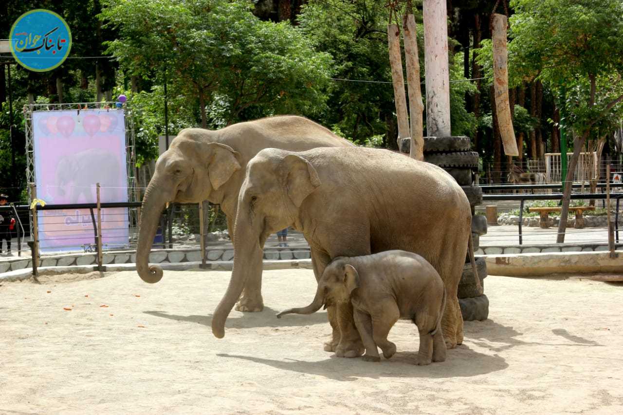 به بهانه روز جهانی فیل/از بچه فیل پارک ارم چه خبر؟