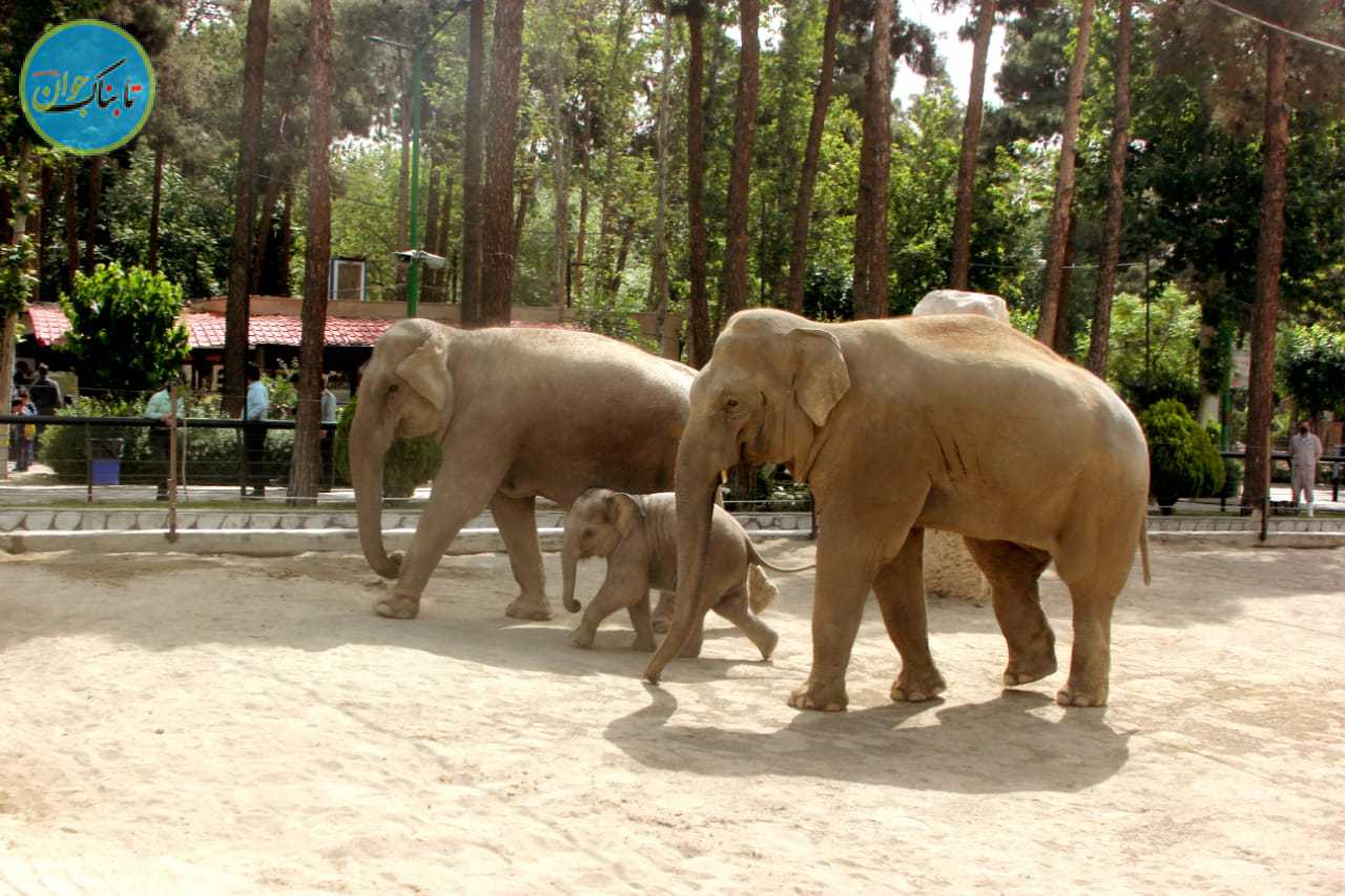 به بهانه روز جهانی فیل/از بچه فیل پارک ارم چه خبر؟