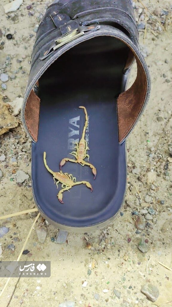 هجوم وحشناک عقرب ها به خانه جنوبی ها