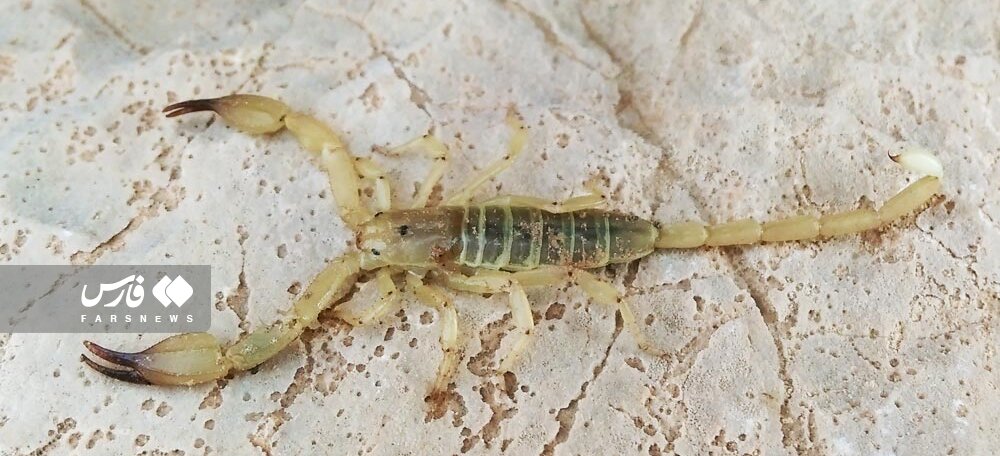 هجوم وحشناک عقرب ها به خانه جنوبی ها