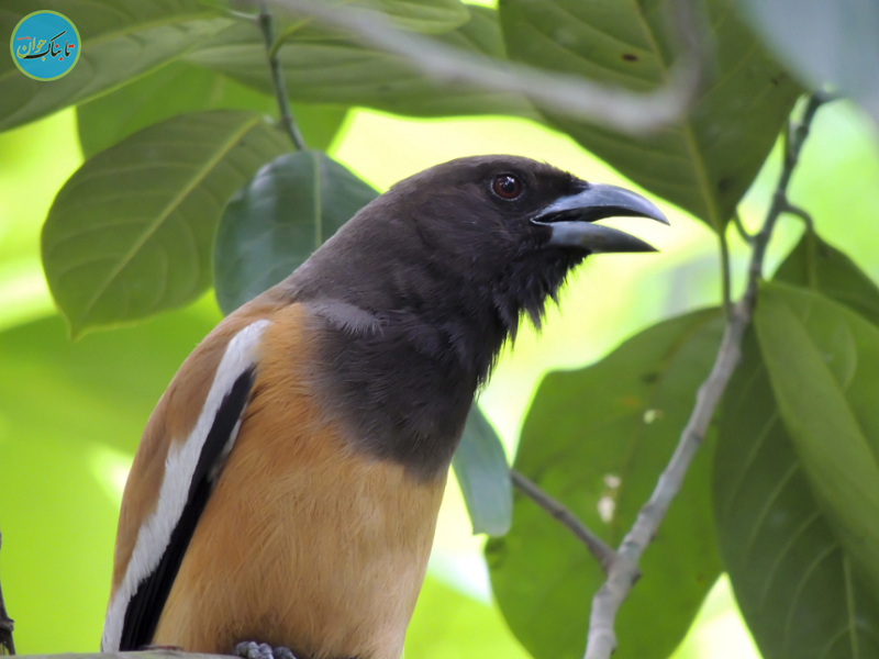 اولین پرنده سمی جهان کشف شد