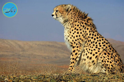 سیگار با طرح یوزپلنگ ایرانی!