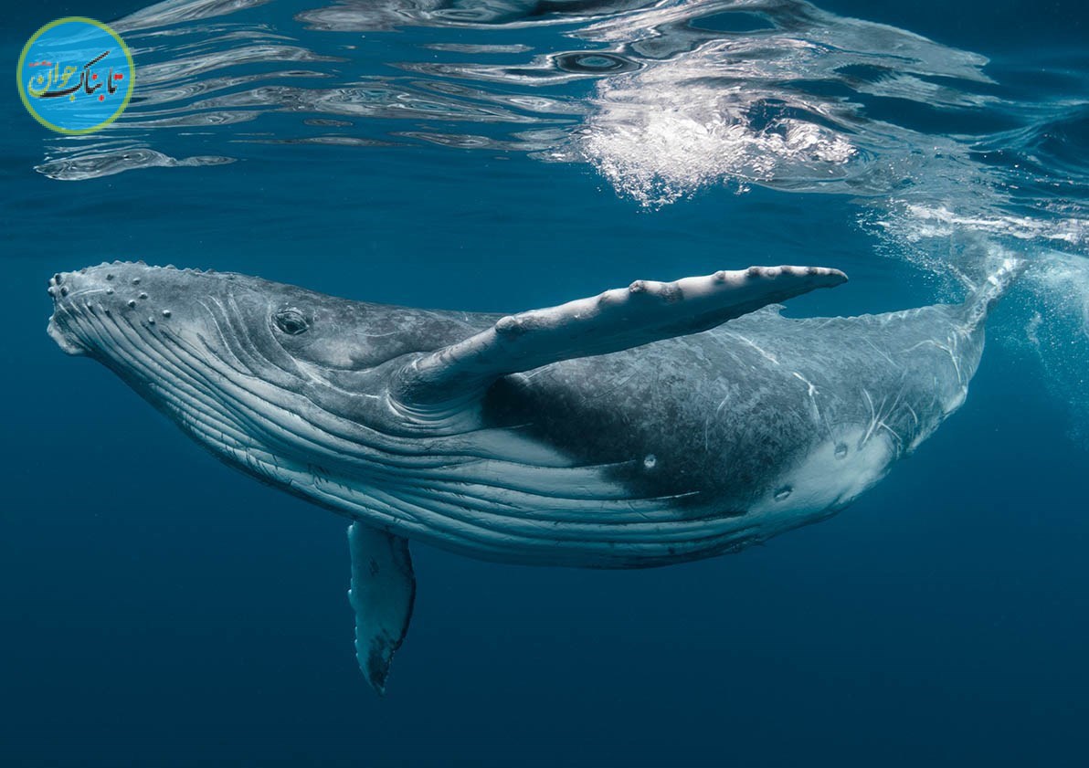 شنیدن آوای نهنگ از فاصله ۸ هزار متری شنیدن آوای نهنگ از فاصله ۸ هزار متری