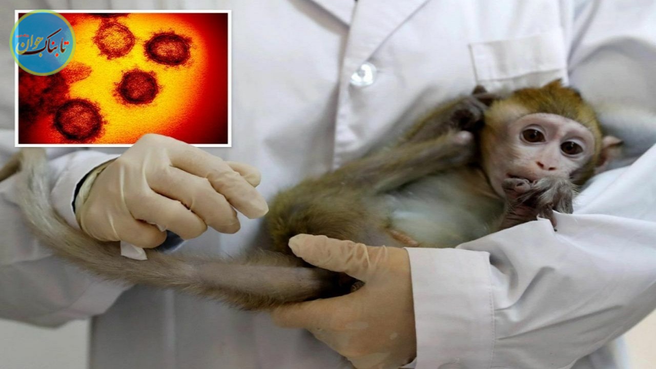 احتمال ابتلا به آبله میمونی در باشگاه‌های ورزشی