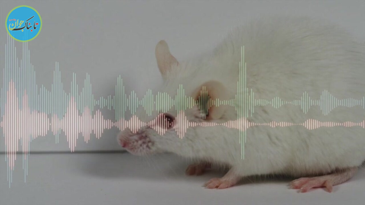 درک زبان حیوانات با استفاده از هوش مصنوعی