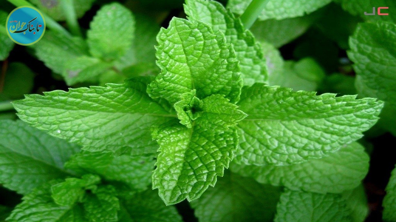 روش‌های درمان جای جوش با برگ نعناع