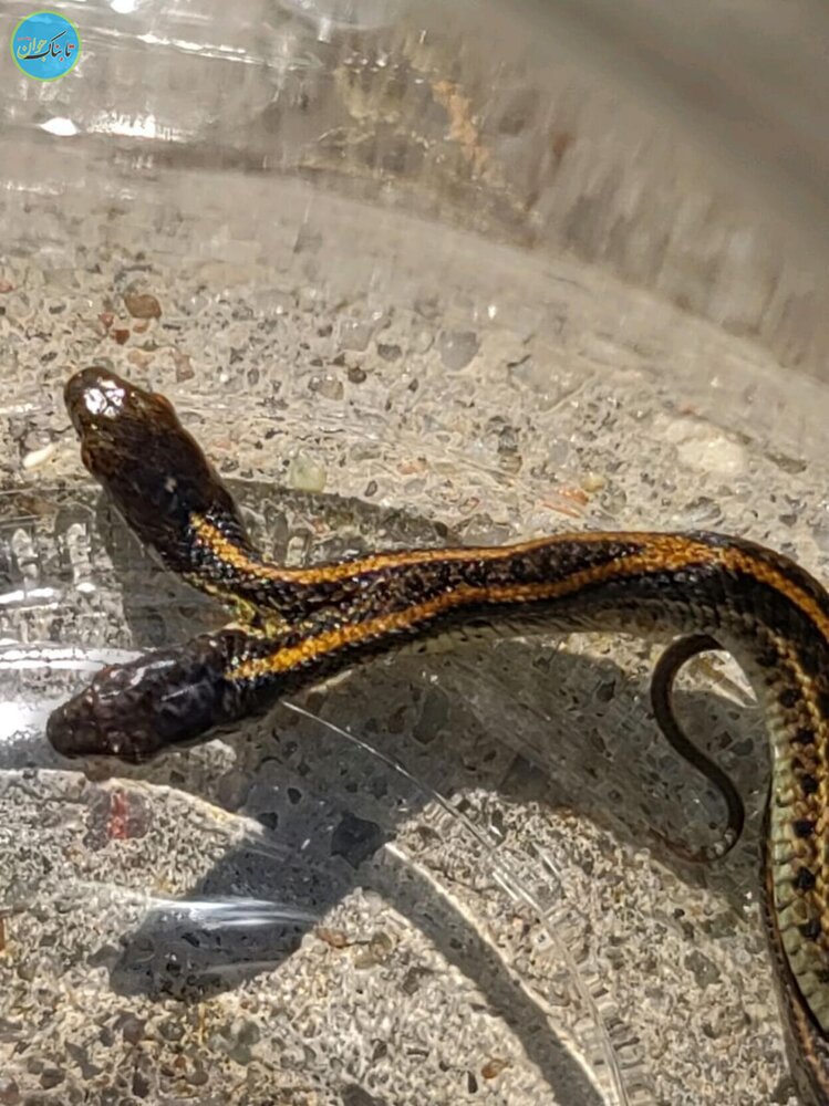 کشف مار دوسر در آمریکا