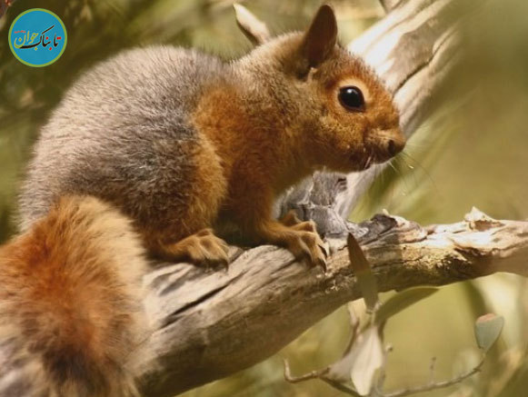 به وجد آمدن یک سنجاب از هنرنمایی یک نوازنده ساکسیفون