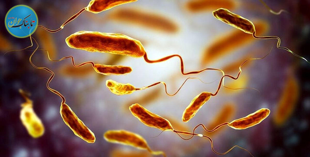 راههای پیشگیری از وبا در راهپیمایی اربعین! راههای پیشگیری از وبا در راهپیمایی اربعین!