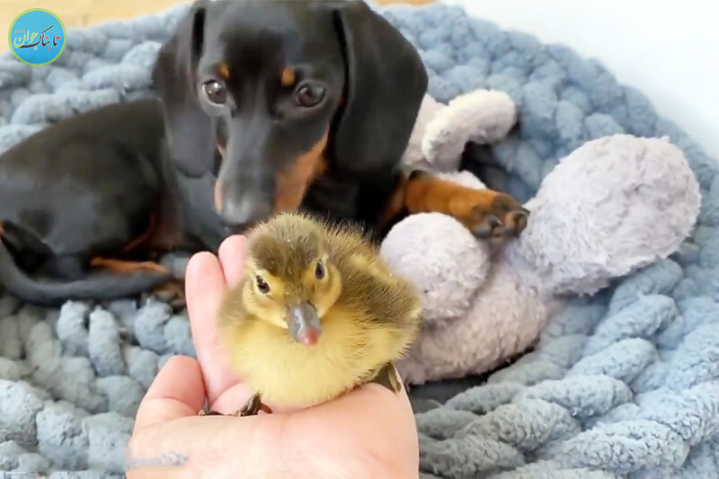 حرکت جالب یک سگ و درخواست از انسان برای غذا دادن به جوجه اردک!